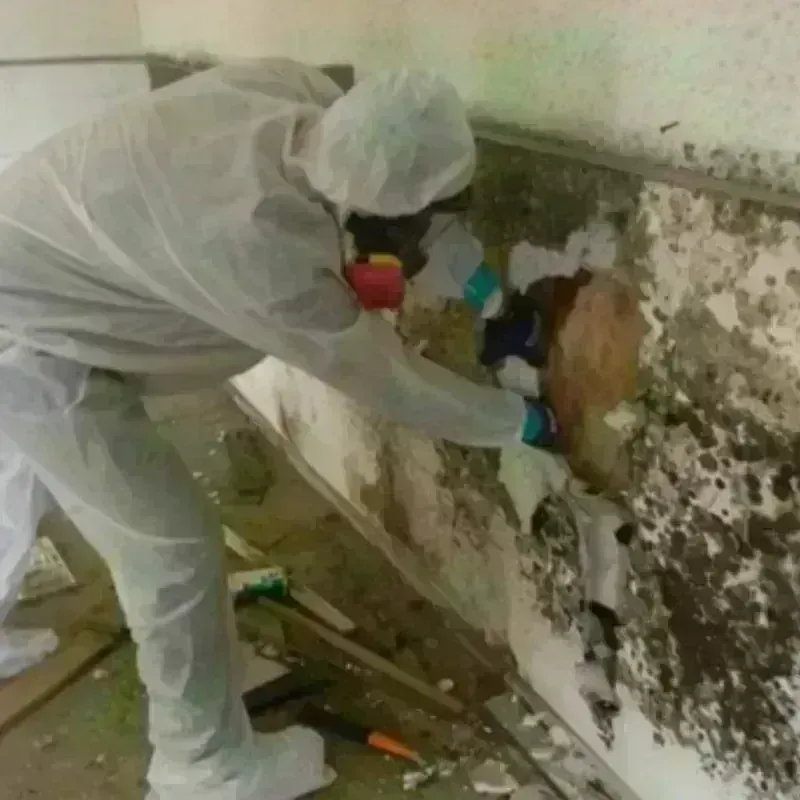 Mold Remediation and Removal in Cedar Park, TX